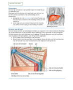 Samenvatting biologie 6 VWO de lever
