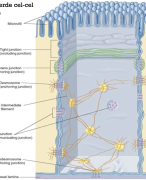 Samenvatting Cellen en Weefsels: cytologie 
