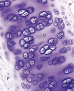 Samenvatting Cellen en Weefsels: Histologie 