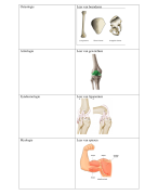 Oefenkaartjes - anatomie / bewegingsanalyse