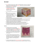 Samenvatting De Huid, Anatomie & Fysiologie