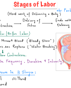 Stages of Labor