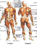 Anatomie ALO
