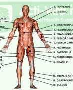 Dictaat Anatomie College 4 - Bovenste extremiteit en schoudergordel