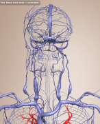 Veinous drainage of head and neck