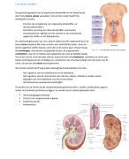 Anatomie en fysiologie van de mens - Huid