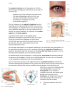 Samenvatting Oog Anatomie Fysiologie Martini