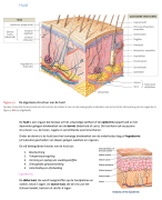 medisch fysiologie hoofdstuk 8 optometrie blok A