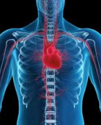 Introduction to monitoring of respiration and circulation - Blom