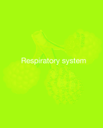 PHYSIOLOGY AND ANATOMY ; TERMINOLOGY AND BODY ORGANIZATION STUDY GUIDE; THE RESPIRATORY SYSTEM EXPAL