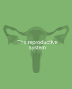 THE REPRODUCTIVE SYSTEM; ANATOMICAL, PHYSIOLOGICAL AND CLINICAL EXPLANATION LATEST
