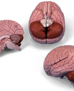 Anatomie hersenen
