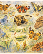 Antwoordblad Webpad vlinders