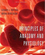 Test Bank Principles of Anatomy And Physiology 12th Edition by Bryan Derrickson Gerald Tortora 2024/2025