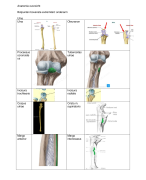 Anatomie spieren en ligamenten