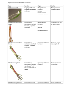 spieren arm 