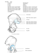 Samenvatting botten anatomie
