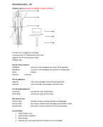 Anatomie ALO SBG1
