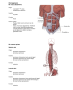 Samenvatting spieren Anatomie