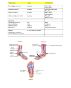 Anatomie toets K1 opleiding podotherapie