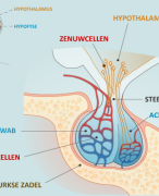 Woordenlijst Anatomie Hormonen MBO4