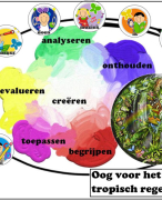 Oog voor ... Het tropisch regenwoud