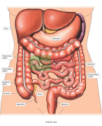 Samenvatting cluster abdomen, colleges schriftelijke toets: anatomie cavitas peritonealis