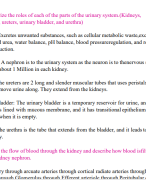 BIO 102 Unit 8 The Urinary System Assignment 1