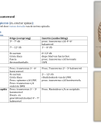 Anatomie schema spieren (lichaamswand)
