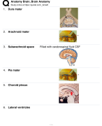 Anatomy Brain, Brain Anatomy