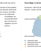 Samenvatting hoorcolleges Biopsychosociaal - BLOK 1 - EDBH - Leerjaar 1 Ergotherapie