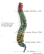 Anatomie schema spieren (lichaamswand)