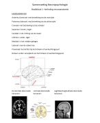 samenvatting neuropsychologie vives