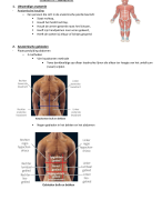 Anatomie topografie ZT: ADL