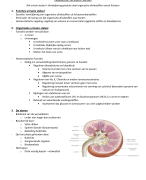 Anatomie urinair stelsel  ZT: uitscheiding 