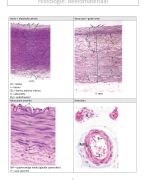 Histologie-beeldmateriaal (cardiovasculair stelsel, ademhaling, nier en urinewegen)