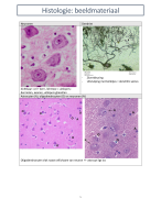 Histologie-beeldmateriaal (Zenuwstelsel en zintuigen)