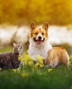 Honden en katten rassen