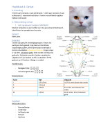 Samenvatting etnografie van de kat