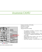 anatomie cardio (cardiovasculair stelsel, ademhaling, nier en urinewegen)