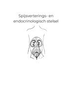 samenvatting spijsvertering- en endocrinologisch stelsel 