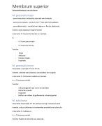 samenvatting anatomie myologie (membrum superius