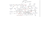 reaction chain for students in high schools or universities