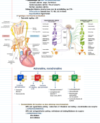 Samenvatting Farmacologie 2