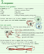 Summary Cell Biology and Immunology | BSc Biology year 1 | RuG