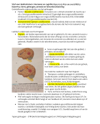 Hersenen en Cognitie deeltentamen 2