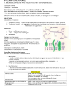 Neurologie (anatomie) 