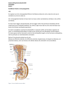 Samenvatting Pathologie (GK4) H10 tot en met paragraaf 4