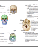 Samenvatting boek Schuurs Anatomie en gebitsmorfologie