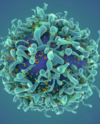 Immunology summary (NWI-BB019B) Part II